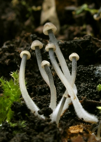 prilbička hnedosivá Mycena tintinnabulum (Paulet) Quél.