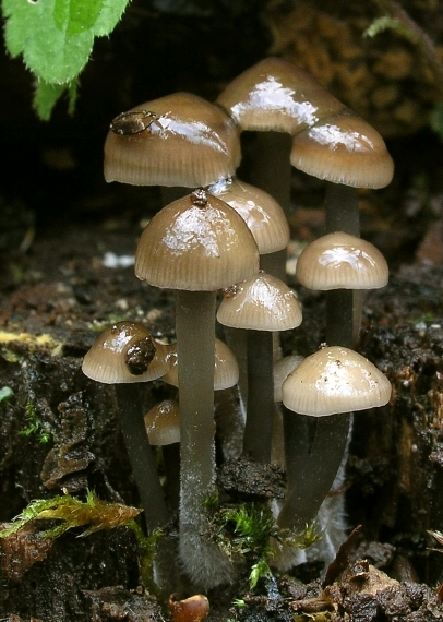 prilbička hnedosivá Mycena tintinnabulum (Paulet) Quél.