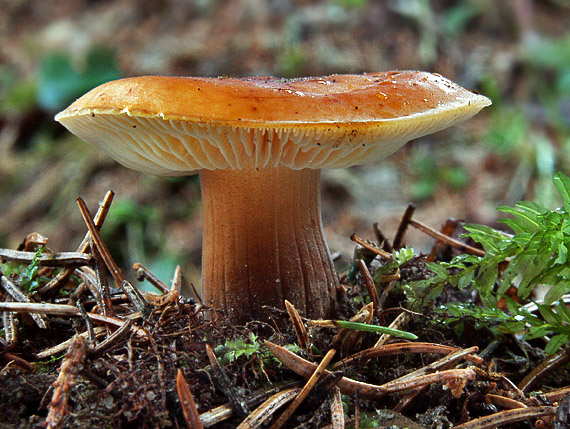 peniazovka Collybia sp.