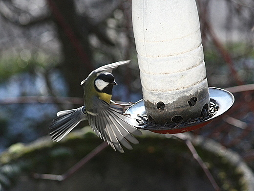 sýkorka bielolíca Parus major