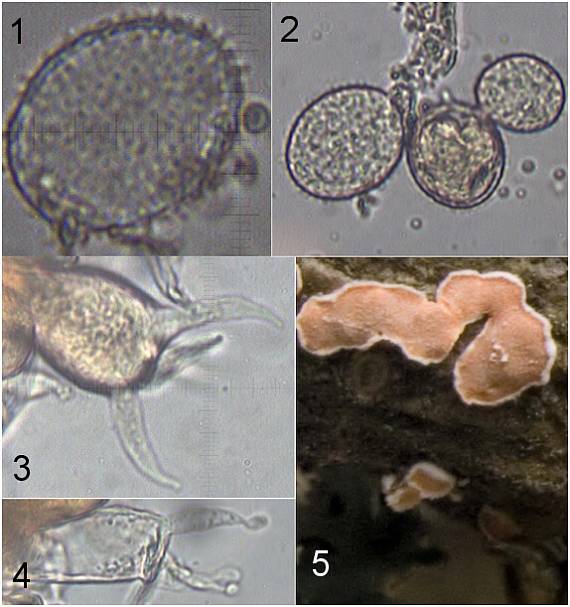 obrúbenec beztvarý Aleurodiscus amorphus (Pers.) J. Schröt.