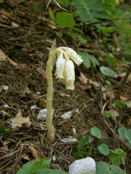 hniliak smrekový Monotropa hypopitys L.