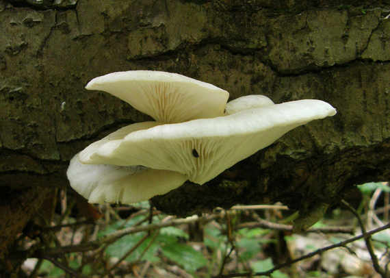 hliva buková Pleurotus pulmonarius (Fr.) Quél.