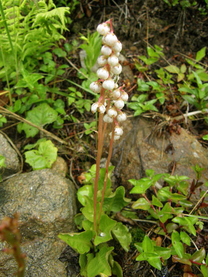 hruštička okrúhlolistá Pyrola rotundifolia L.