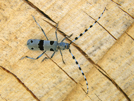 fuzáč alpský / tesařík alpský ♀ Rosalia alpina Linnaeus, 1758