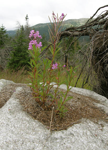 kyprina úzkolistá Chamerion angustifolium (L.) Holub