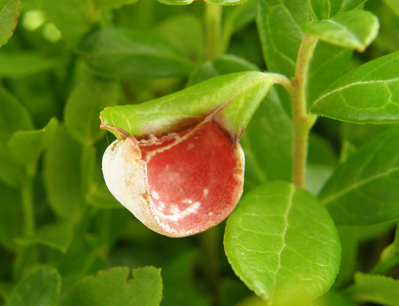 nahorúchovec brusnicový Exobasidium vaccinii (Fuckel) Woronin