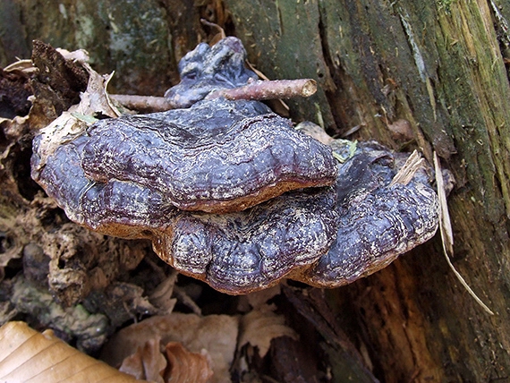 lesklokôrovka ihličnanová Ganoderma carnosum Pat.