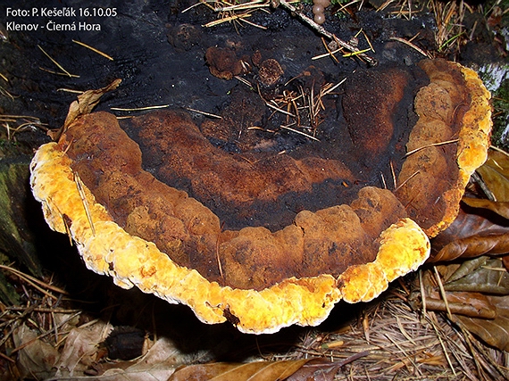 trámovka anízová Gloeophyllum odoratum (Wulfen) Imazeki