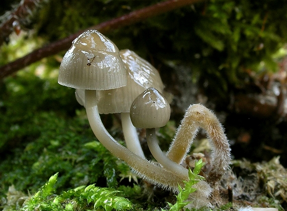 prilbička hnedosivá Mycena tintinnabulum (Paulet) Quél.