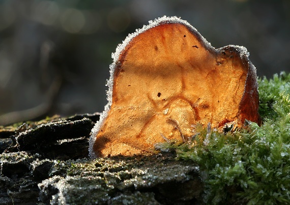 uchovec bazový Auricularia auricula-judae (Bull.) Quél.