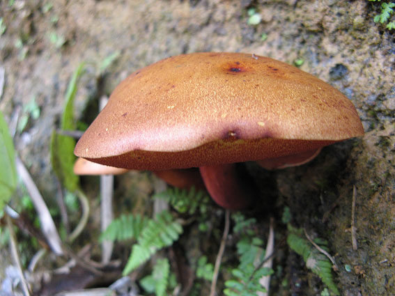 meďovec Chalciporus sp. ?