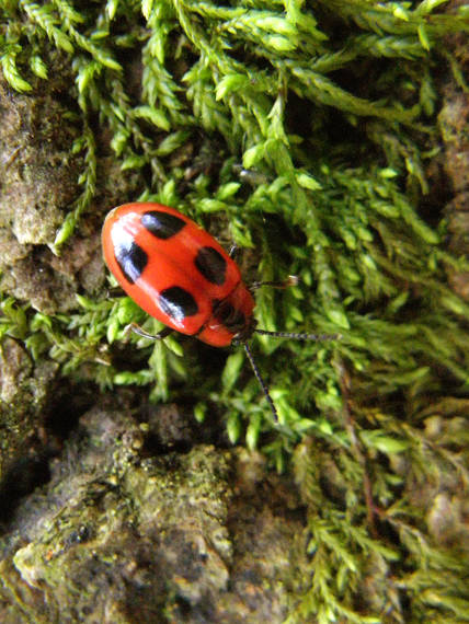 kôrovník červcový / pýchavkovník červcový Endomychus coccineus Linnaeus, 1758