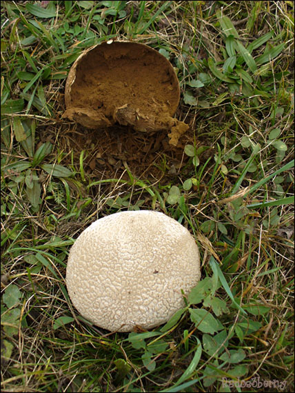 rozpadavec dlabaný Lycoperdon utriforme Bull.