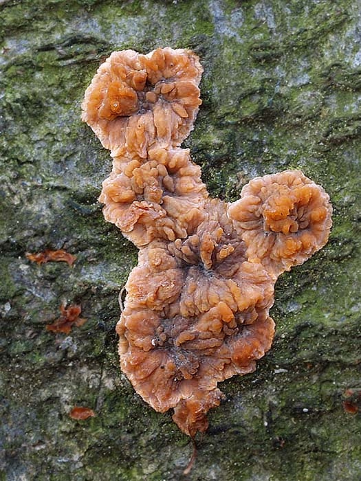 žilnačka oranžová Phlebia radiata Fr.