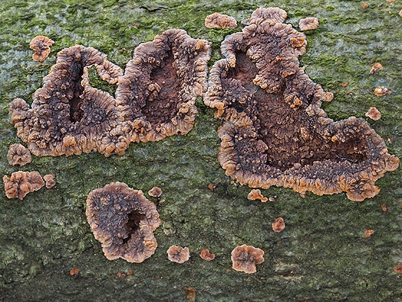 žilnačka oranžová Phlebia radiata Fr.