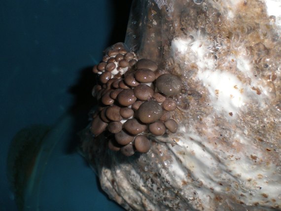 hliva ustricova Pleurotus ostreatus (Jacq.) P. Kumm.