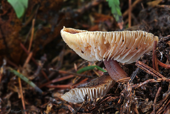 peniazovka maslová Rhodocollybia butyracea (Bull.) Lennox