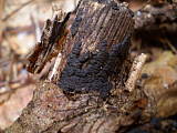 drevovček - Dřevomor plazivý 