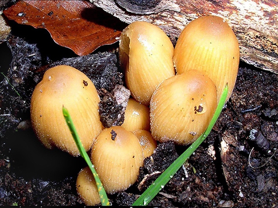 hnojník mitrovitý Coprinellus angulatus (Peck) Redhead, Vilgalys & Moncalvo