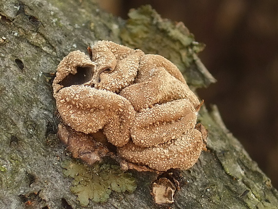 dutinovka otrubnatá Encoelia furfuracea (Roth) P. Karst.