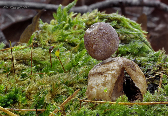 hviezdovka štvorcípová Geastrum quadrifidum DC. ex Pers.