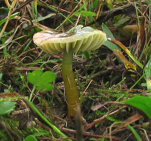 lúčnica žltozelená Gliophorus psittacinus (Schaeff.) Herink