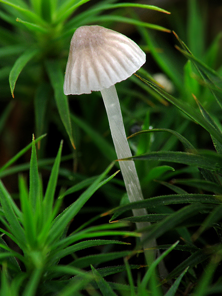 prilbička  Mycena sp.