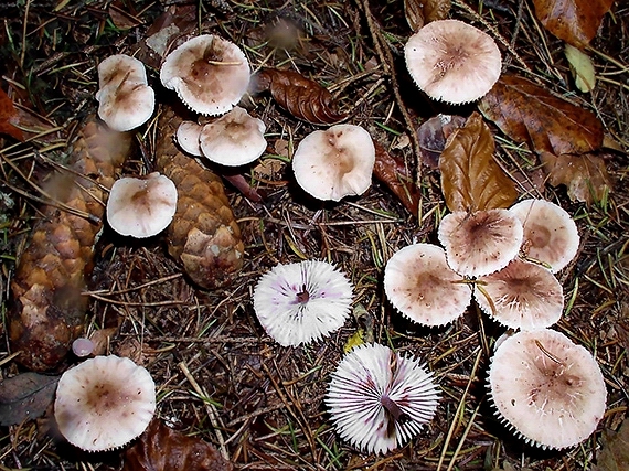 prilbička zefírová Mycena zephirus (Fr.) P. Kumm.