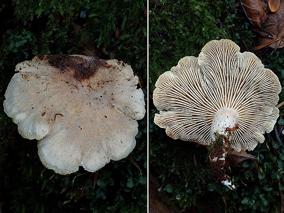 húževnatec pritlačený Neolentinus adhaerens (Alb. & Schwein.) Redhead & Ginns