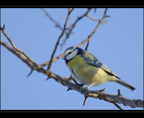 sýkorka belasá Parus caeruleus