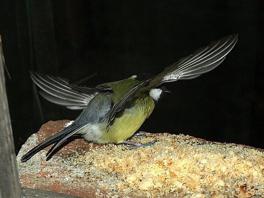 sýkorka bielolíca Parus major