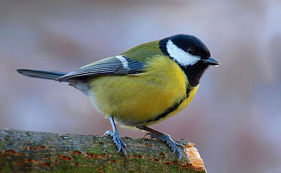 sýkorka bielolíca Parus major