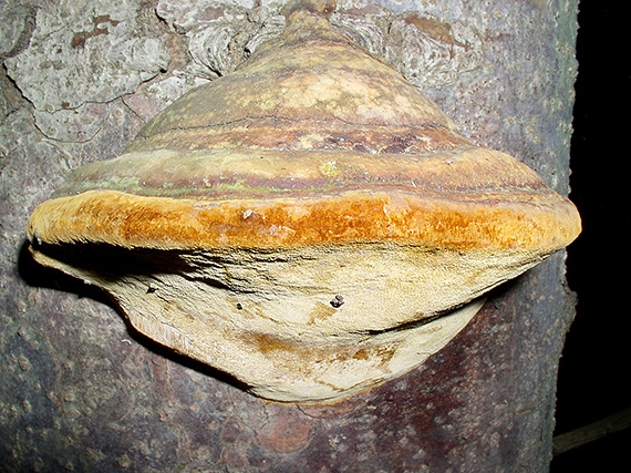 ohňovec Hartigov Phellinus hartigii (Allesch. & Schnabl) Pat.