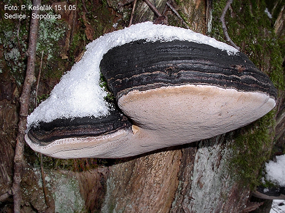 ohňovec obyčajný Phellinus igniarius (L.) Quél.