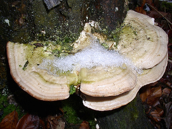 trúdnikovec hrbatý Trametes gibbosa (Pers.) Fr.