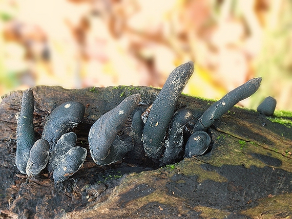 drevnatec kyjakovitý Xylaria polymorpha (Pers.) Grev.