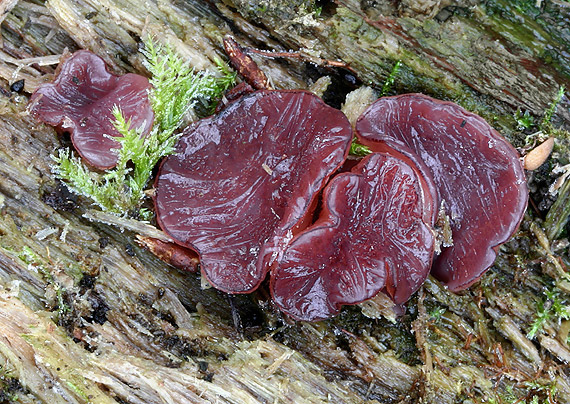 vrtidlovka mäsitá Ascocoryne sarcoides (Jacq.) J.W. Groves & D.E. Wilson