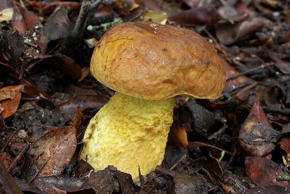 kozák Leccinum lepidum (H. Bouchet ex Essette) Bresinsky & Manfr. Binder