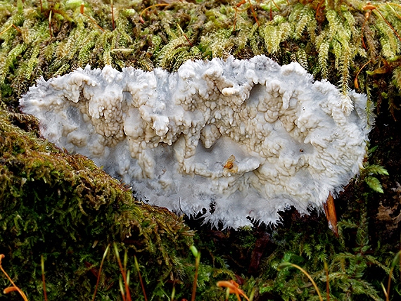 žilnačka pralesná Phlebia centrifuga P. Karst.