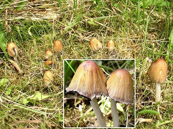 hnojník kmeňový Coprinellus truncorum (Scop.) Redhead, Vilgalys & Moncalvo