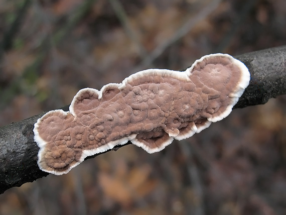 pukavec rozložitý Cylindrobasidium evolvens (Fr.) Jülich