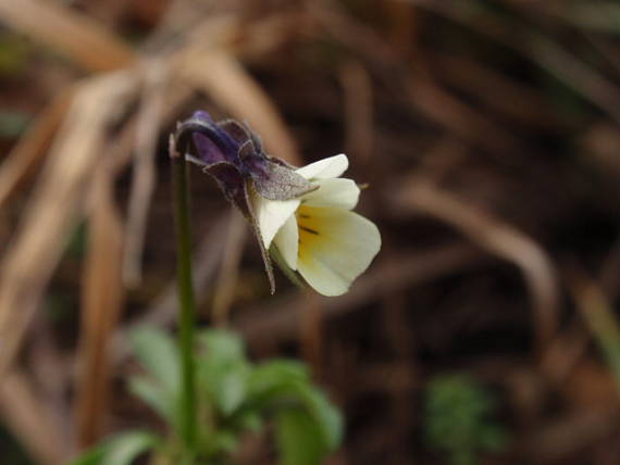 fialka roľná Viola arvensis Murray