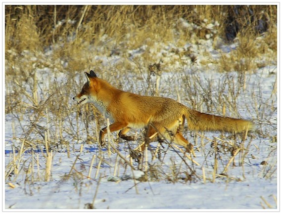 líška hrzavá Vulpes vulpes