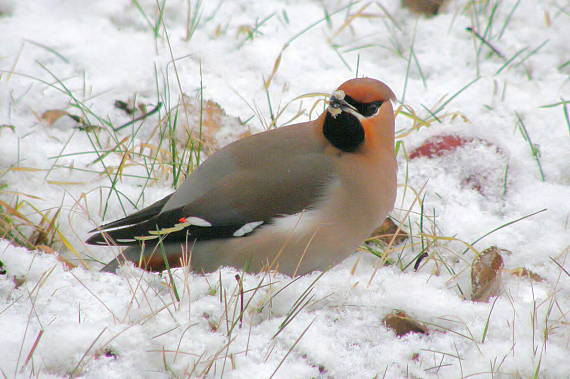 brkoslav severní Bombycilla garrulus