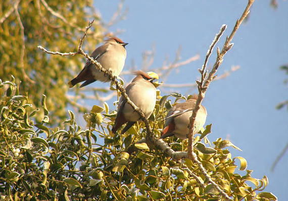 brkoslav severní Bombycilla garrulus