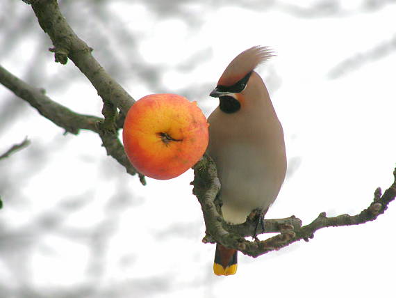 brkoslav severní Bombycilla garrulus