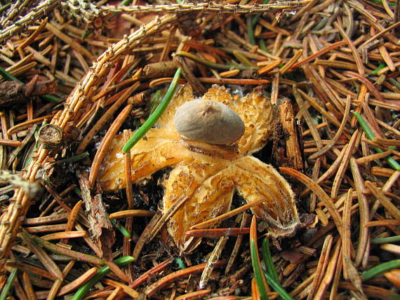 hviezdovka dlhokrčková Geastrum pectinatum Pers.