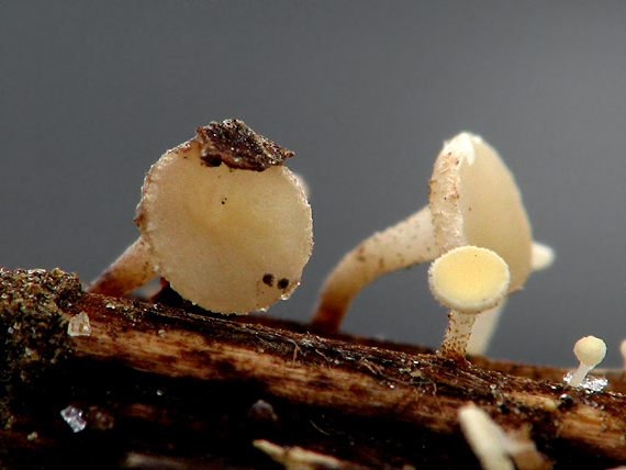 čiašočka byľová Hymenoscyphus herbarum (Pers.) Dennis