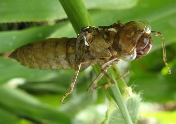 šidlá Anisoptera infraord.